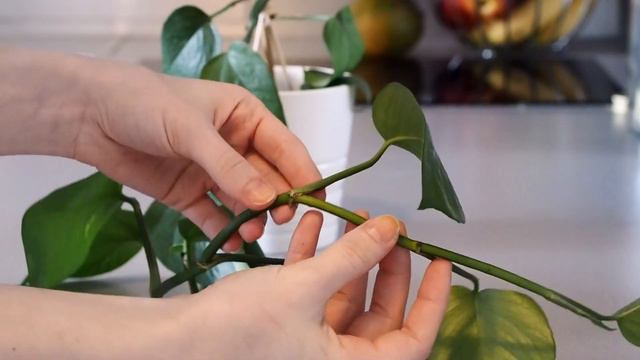 Kytky, které je těžké zabít #1 - Šplhavice (Potos/Philodendron/Scindapsus/Epipremnum) смотреть онлайн