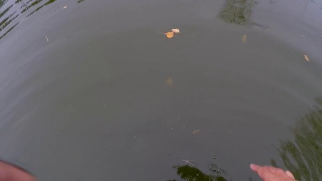 Мой пруд с рыбой.Пруд на даче.Выпустил ведро рыбы в реку,рыбаки в шоке).