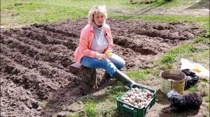 Сажаем картошку с помощью мотоблока!