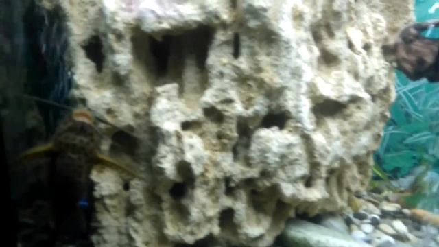 ПЛОХО РАСТУТ РАСТЕНИЯ ЧТО ДЕЛАТЬ смотреть онлайн