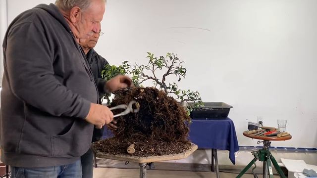 Challenging Ficus material pt 3 : Repotting a MASSIVE bonsai смотреть онлайн