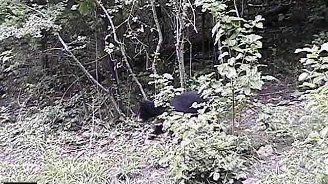 Lost Bear cub crying for mom смотреть онлайн