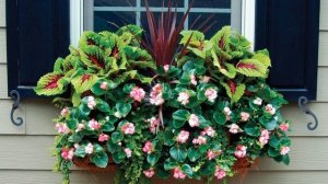 ВАРИАНТЫ КОМПОЗИЦИЙ ЦВЕТОВ в кашпо и вазонах #цветы #цветыдлясада #композициицветов#идеидлясада