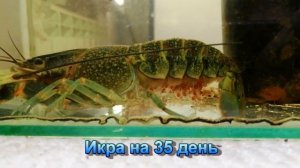 Разведение раков в аквариуме . Сход малька