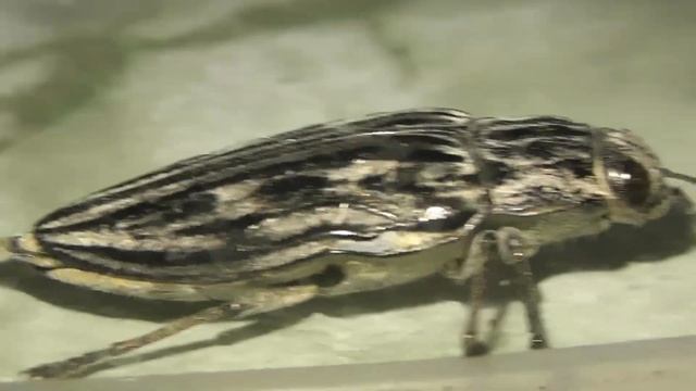 ИНСЕКТАРИЙ: 38. Большая Сосновая Златка (Chalcophora mariana) смотреть онлайн