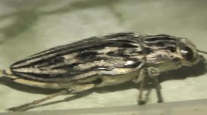 ИНСЕКТАРИЙ: 38. Большая Сосновая Златка (Chalcophora mariana)