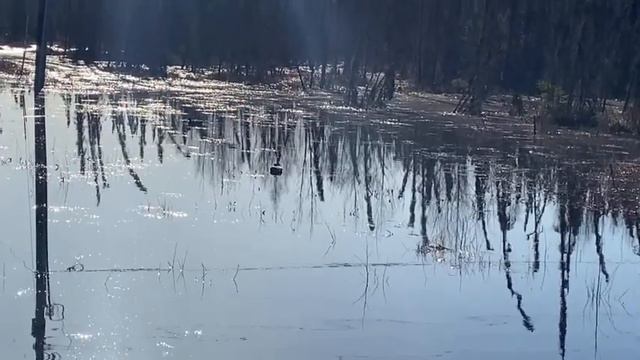 20. Домашнее заботы. Постройка клетки... смотреть онлайн