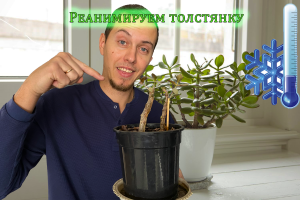 Реанимируем засохшую толстянку