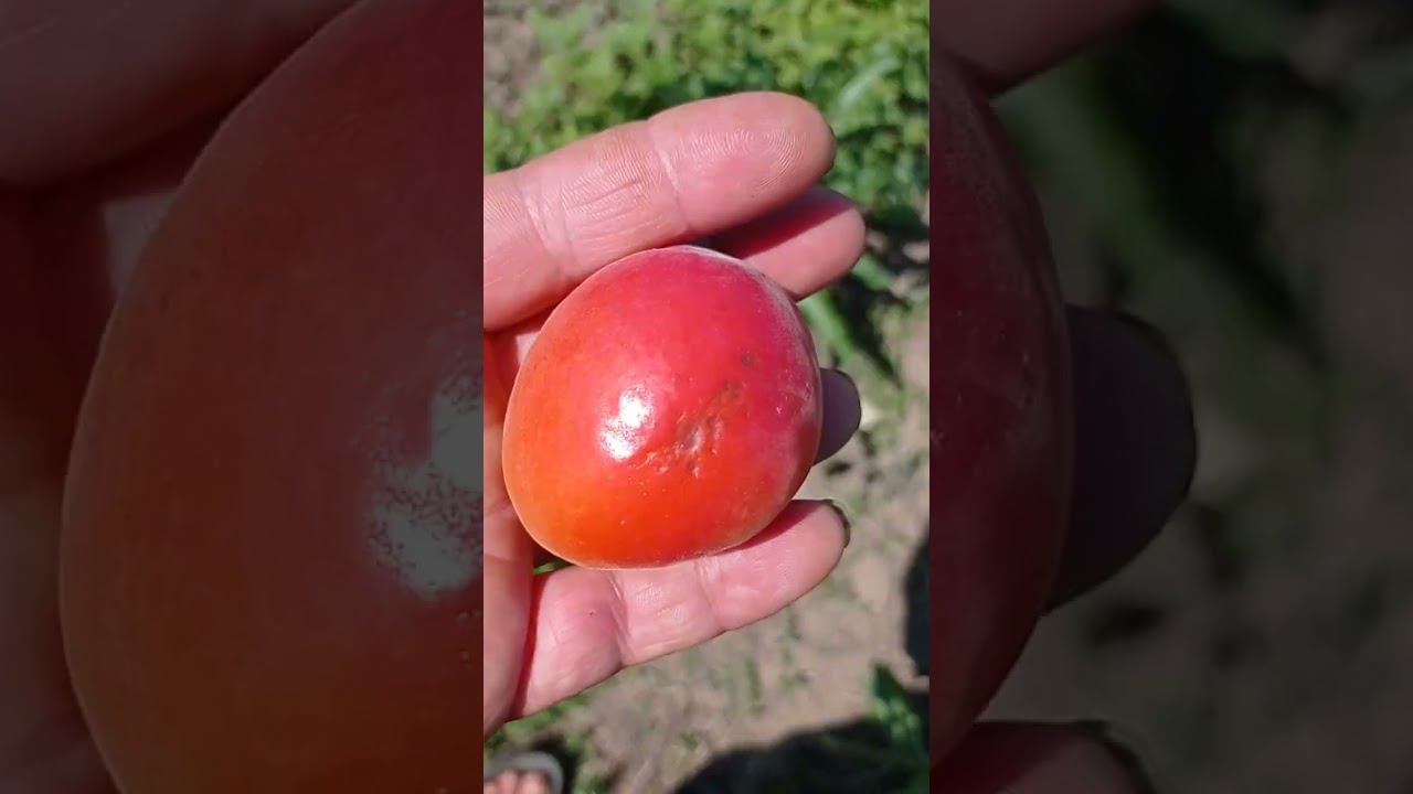 Абрикос Маджик Кот (Magic Cot) смотреть онлайн