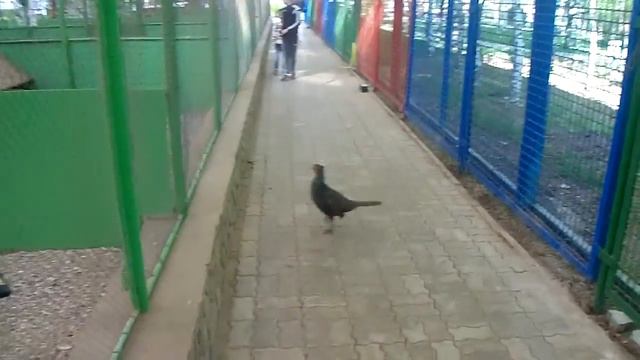 Фазан смотреть онлайн