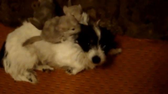 бежевые шиншиллы и собачка смотреть онлайн