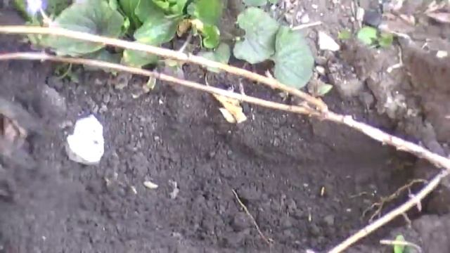 Рамножение жимолости Каприфоль смотреть онлайн