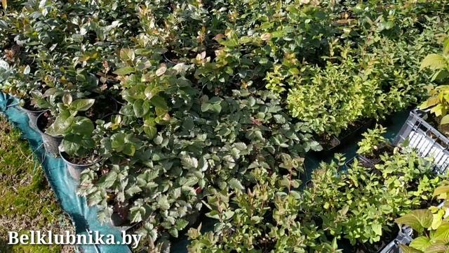 Саженцы голубики. Отправка и упаковка. Belklubnika.by смотреть онлайн
