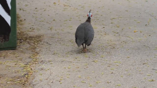 Куропатка и индейка wild animal bird смотреть онлайн