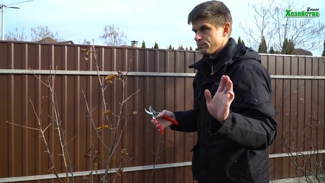 Как обрезать небольшую (карликовую) яблоню? смотреть онлайн