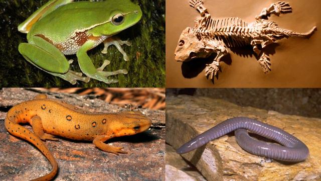 Amphibian | Wikipedia audio article смотреть онлайн