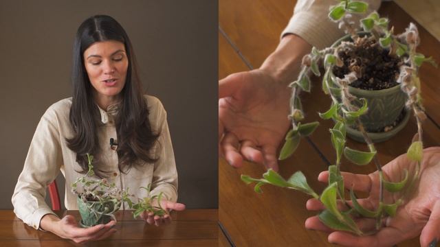 Tradescantia Sillamontana (Cobweb Spiderwort) Houseplant Care – 344 Of 365