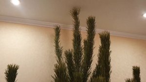 ВЛОГ : Едем за Ёлкой/Купили Сосну/Наше Новогоднее Дерево 2020