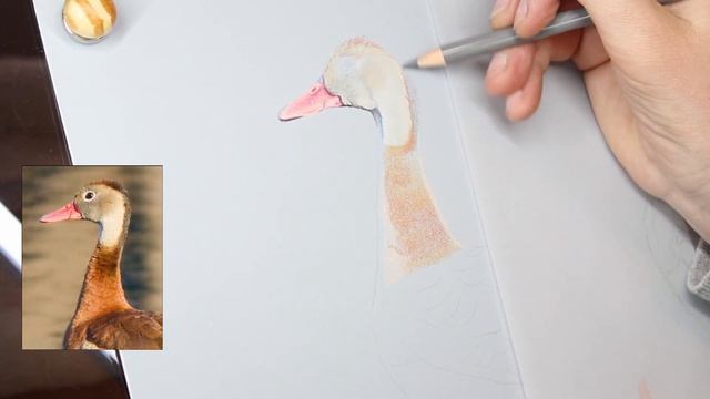 BLENDING ON PASTELMAT - Using Derwent Drawing and Polychromos pencils on Pastelmat to draw a bird смотреть онлайн