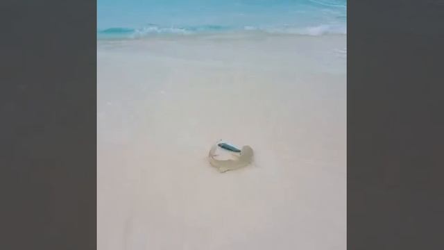 Baby Shark Catches Fish on the Beach in Maldives смотреть онлайн