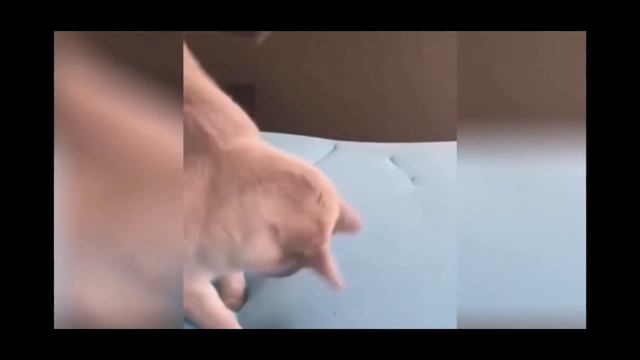 Смешные животные+озвучка смотреть онлайн