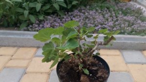 Обрезка пеларгонии на пень, быть или не быть?? нюансы, которые нужно учесть