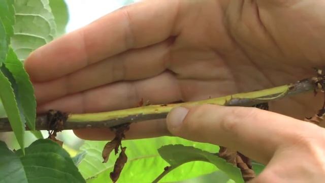 Blossom Blast and Bacterial Canker on Sweet Cherry смотреть онлайн
