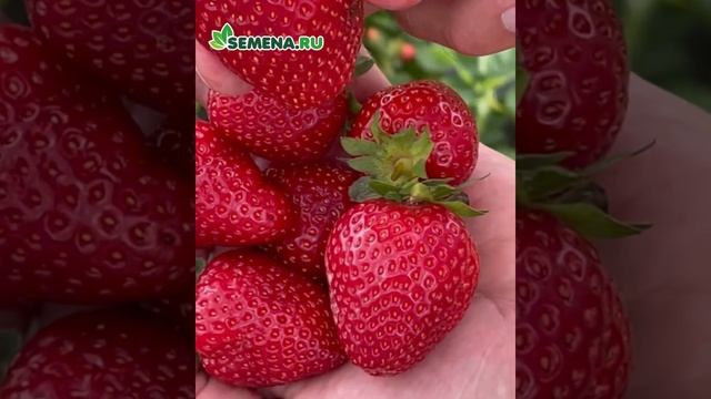 Крупноплодная земляника Олимпия смотреть онлайн
