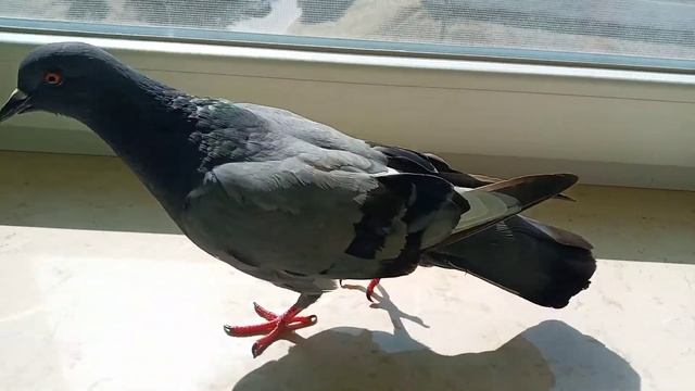 Сизый голубь птенец (Columba livia), Никита Нюняев (11 лет), август 2021, Южный, Одесская область смотреть онлайн