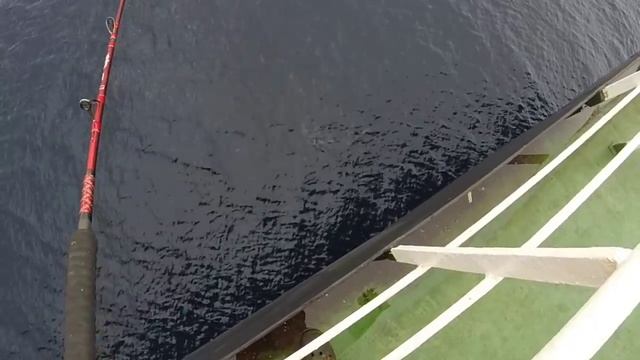 Рыбалка в Тихом океане(ваху,акула,тунцы,дорадо и немного кальмара) смотреть онлайн