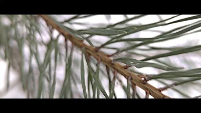 Woodju - Obscurity смотреть онлайн