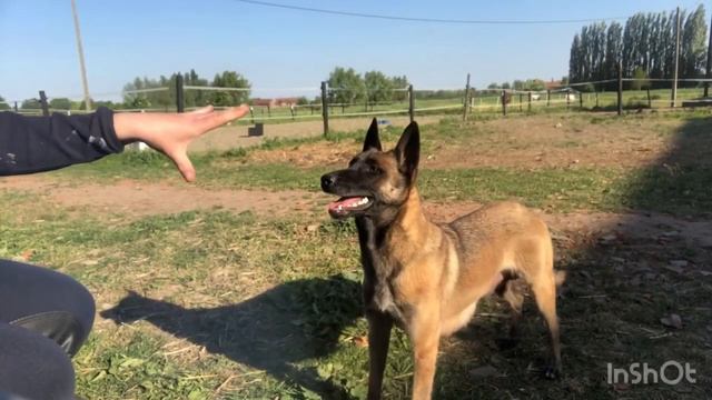 Malinois Dog Tricks\прыжки малинуа, летающие малинуа
