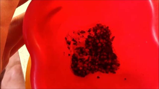 Есть ли колорадские жуки в Сибири Томск