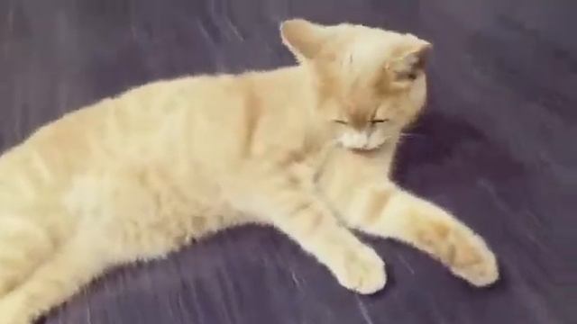 ПЕРСИК ПОЁТ ПЕСНЮ? КТО ЭТА НЕЗНАКОМКА? *КОТЕЙКА МОЕЙ МЕЧТЫ* смотреть онлайн