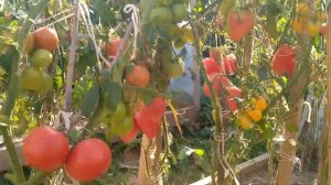 Лучшее сердце из Минусинска. Томат который смог набрать рекордный вес!!!