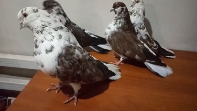 Голуби Мелитопольские Крамаренко Игоря смотреть онлайн