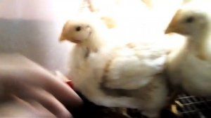 Чем кормить бройлеров после 20дня жизни