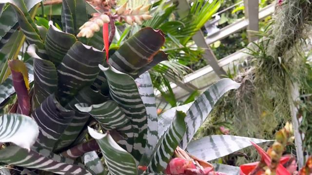 Best Landscaped Garden In The world | DIVERSE Plant Collections of National Orchid Garden Singapore смотреть онлайн