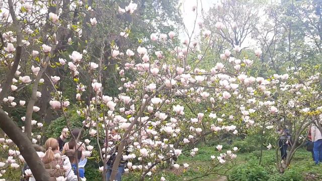Ботанический Сад в Киеве Цветующий Магнолия 🌺🌺🌸🌸 смотреть онлайн