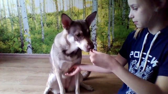 моя собака||как я её дрессирую||как научить собаку...?) смотреть онлайн