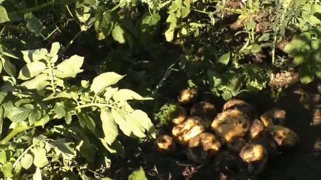 Каас чараш Чадаанам смотреть онлайн