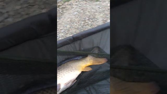 Кабаньи Пруды,ловля карпа,природа красота смотреть онлайн