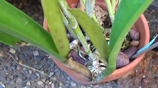 ПЕРВОЕ ЦВЕТЕНИЕ ОРХИДЕИ С КЛУБНИЧНЫМ АРОМАТОМ БУЛЬБОФИЛЛУМ BULB. LASIOCHILUM смотреть онлайн