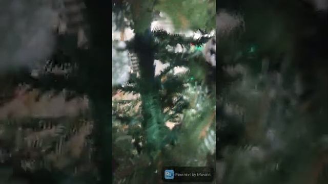 Ель новогодняя с снегом и натуральными шишками Оливия LUX смотреть онлайн
