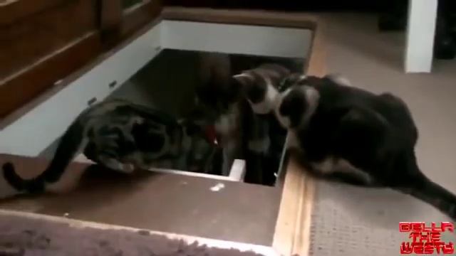 Кот толкнул другого кота смотреть онлайн