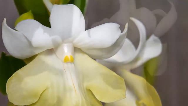 Orchids Flowers | Dendrobium Uniflorum Griff смотреть онлайн