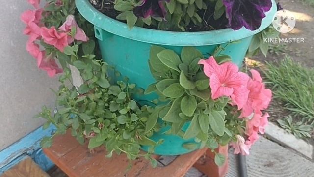 Сибирь. Вынесла все подвесы, вазоны, горшки на постоянное место. Обзор. смотреть онлайн