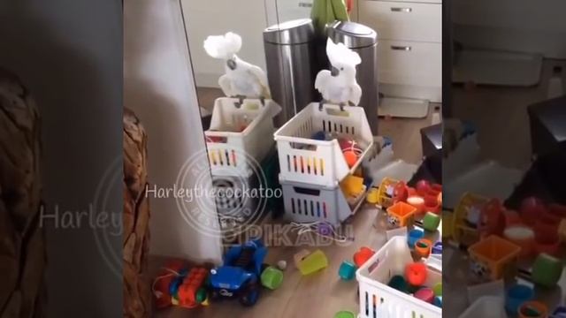Попугай хулиган. Смешно шумит устраивает кипеш смотреть онлайн