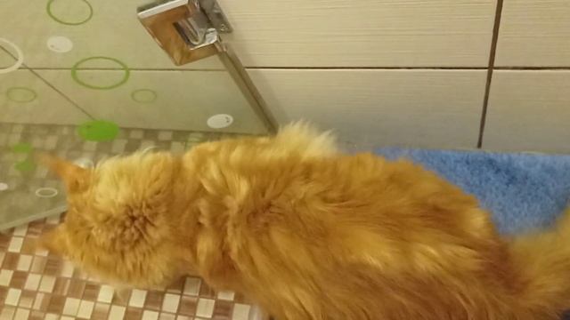 смешной кот мэйкун играет смотреть онлайн