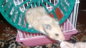 Как научить хомяка бегать в колесе